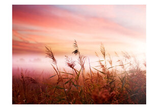 Fototapeet - Morning meadow hind ja info | Fototapeedid | hansapost.ee