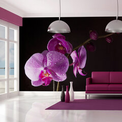 Fototapeet - stylish orchis hind ja info | Fototapeedid | hansapost.ee