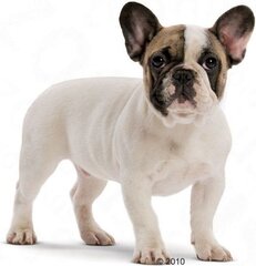 Royal Canin корм для щенков французского бульдога, 10 кг цена и информация | Сухой корм для собак | hansapost.ee