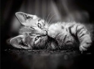 Головоломка Clementoni High Quality Collection Kittens (Котята), 1000 д. цена и информация | Clementoni Детям от 3 лет | hansapost.ee
