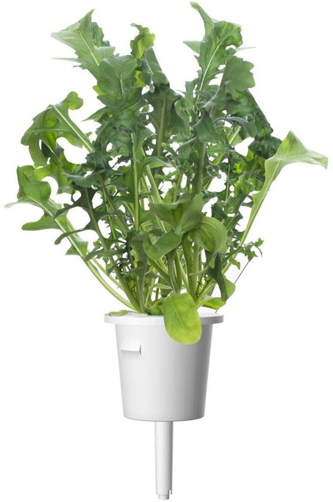 Click & Grow Smart Garden refill Rukola 3tk hind ja info | Nutipotid ja taimelambid | hansapost.ee