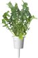 Click & Grow Smart Garden refill Rukola 3tk цена и информация | Nutipotid ja taimelambid | hansapost.ee