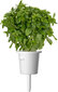 Click & Grow Plant Pod Italian Mix 9tk hind ja info | Nutipotid ja taimelambid | hansapost.ee
