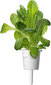 Click & Grow Plant Pod Salad Mix 9tk hind ja info | Nutipotid ja taimelambid | hansapost.ee
