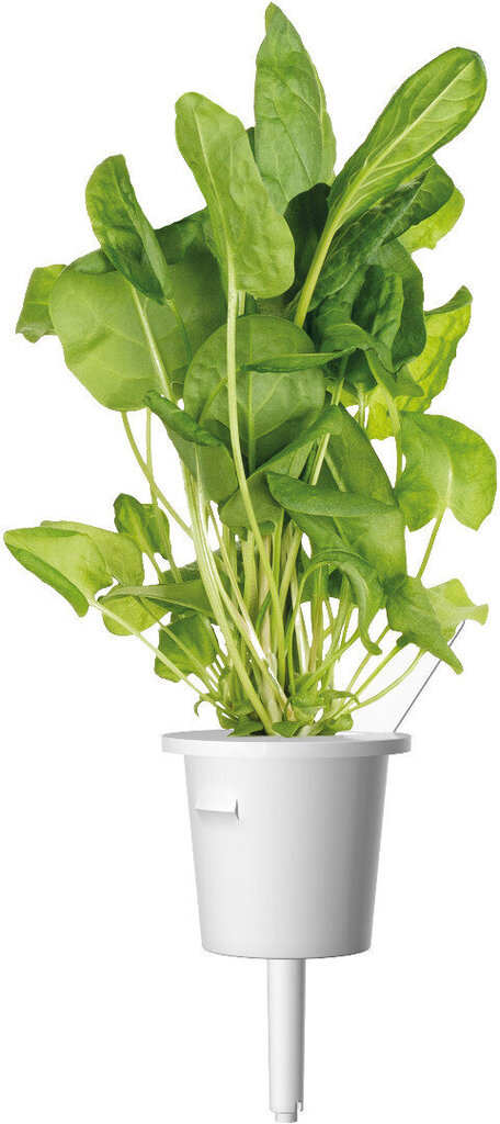 Click & Grow Plant Pod Salad Mix 9tk цена и информация | Nutipotid ja taimelambid | hansapost.ee