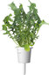 Click & Grow Plant Pod Salad Mix 9tk hind ja info | Nutipotid ja taimelambid | hansapost.ee