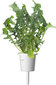 Click & Grow Plant Pod Salad Mix 9tk price and information | Nutipotid ja taimelambid | hansapost.ee