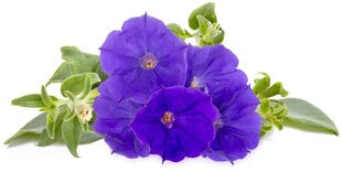 Click & Grow Smart Garden refill Blue Petunia 3pcs цена и информация | Проращиватели, лампы для растений | hansapost.ee