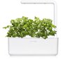 Click & Grow Smart Garden refill Koriander 3tk hind ja info | Nutipotid ja taimelambid | hansapost.ee