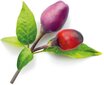 Click &amp; Grow Smart Garden refill Фиолетовый чили перец 3 штуки