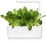 Click & Grow Smart Garden refill Rooma salat 3tk цена и информация | Nutipotid ja taimelambid | hansapost.ee
