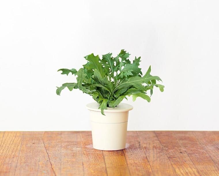 Click & Grow Smart Garden refill Lehtsinep 3tk цена и информация | Nutipotid ja taimelambid | hansapost.ee