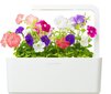 Click & Grow Smart Garden refill Petuunia 3tk цена и информация | Nutipotid ja taimelambid | hansapost.ee