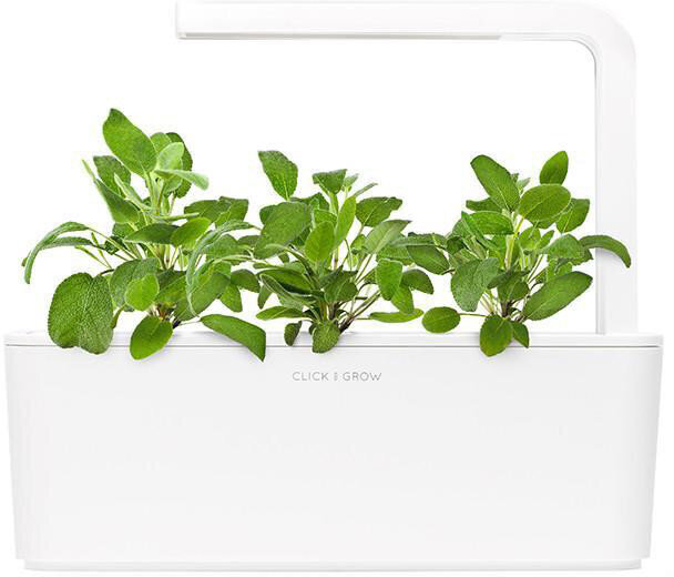 Click & Grow Smart Garden refill Aedsalvei 3tk цена и информация | Nutipotid ja taimelambid | hansapost.ee