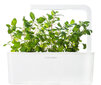 Click & Grow Smart Garden refill Naistenõges 3tk цена и информация | Nutipotid ja taimelambid | hansapost.ee