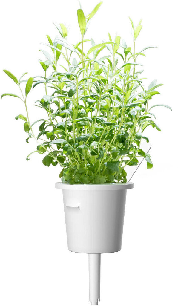 Click & Grow Smart Garden refill Iisop 3tk hind ja info | Nutipotid ja taimelambid | hansapost.ee