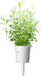 Click & Grow Smart Garden refill Iisop 3tk hind ja info | Nutipotid ja taimelambid | hansapost.ee