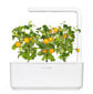 Click & Grow Smart Garden refill Kollane tomat 3tk hind ja info | Nutipotid ja taimelambid | hansapost.ee