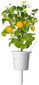 Click & Grow Smart Garden refill Kollane tomat 3tk hind ja info | Nutipotid ja taimelambid | hansapost.ee