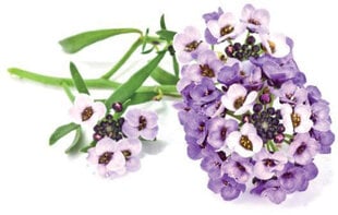 Click & Grow Smart Garden refill Sweet Alyssum 3pcs цена и информация | Проращиватели, лампы для растений | hansapost.ee