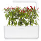 Click & Grow Smart Garden refill Piri Piri tšillipipar 3tk цена и информация | Nutipotid ja taimelambid | hansapost.ee