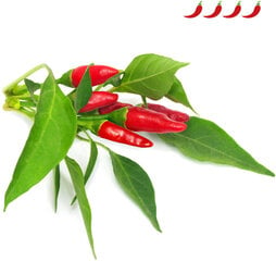 Click & Grow Smart Garden refill Piri Piri Chili Pepper 3pcs цена и информация | Проращиватели, лампы для растений | hansapost.ee