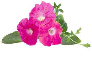 Click & Grow Smart Garden refill Roosa petuunia 3tk hind ja info | Nutipotid ja taimelambid | hansapost.ee