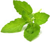Click & Grow Smart Garden refill Püha basiilik 3tk цена и информация | Nutipotid ja taimelambid | hansapost.ee