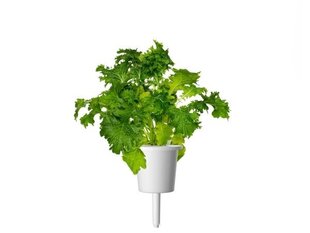 Click & Grow Smart Refill Горчица Wasabi 3 шт. цена и информация | Проращиватели, лампы для растений | hansapost.ee