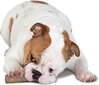 Petstages koera närimismänguasi dogwood xs hind ja info | Koerte mänguasjad | hansapost.ee