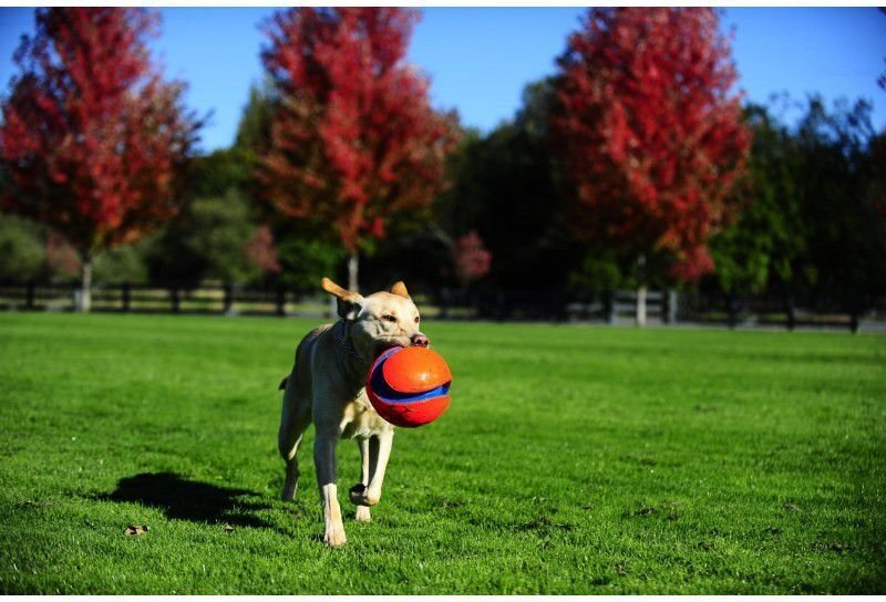 CHUCKIT KOERA MÄNGUASI PALL KICK FETCH L hind ja info | Koerte mänguasjad | hansapost.ee