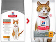 Kuivtoit kassidele Hill's Science Plan Young Adult Sterilised Cat kanalihaga, 10 kg цена и информация | Kassi kuivtoit ja kassikrõbinad | hansapost.ee