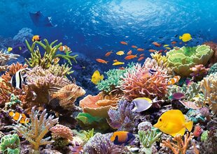 Pusle Puzzle Castorland Coral Reef Fishes, 1000 tk hind ja info | Pusled lastele ja täiskasvanutele | hansapost.ee