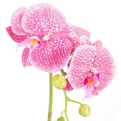 Kunstlik orhidee Orchi Powderpink, 60 cm hind ja info | Sisustuselemendid | hansapost.ee