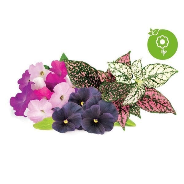 Click and Grow Smart Garden Refill 9 pakendit erinevate lillede komplekt цена и информация | Nutipotid ja taimelambid | hansapost.ee