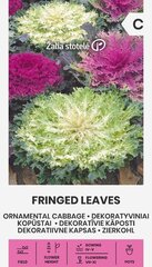 Dekoratiivkapsas Fringed Leaves hind ja info | Lilleseemned | hansapost.ee
