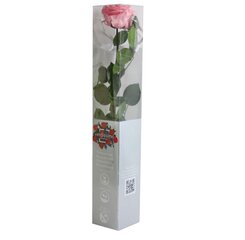 Стабилизированная роза Amorosa Premium, розовая цена и информация | Спящие стабилизированные розы, растения | hansapost.ee
