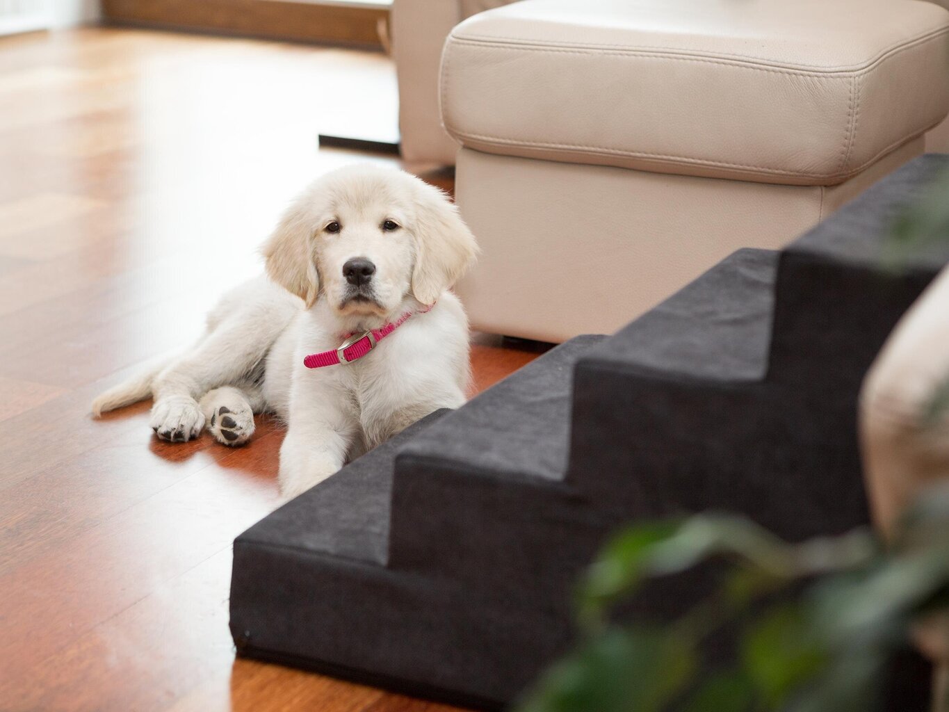 Hobbydog trepp Savoy 4, must, 60x40x40 cm hind ja info | Pesad, asemed | hansapost.ee