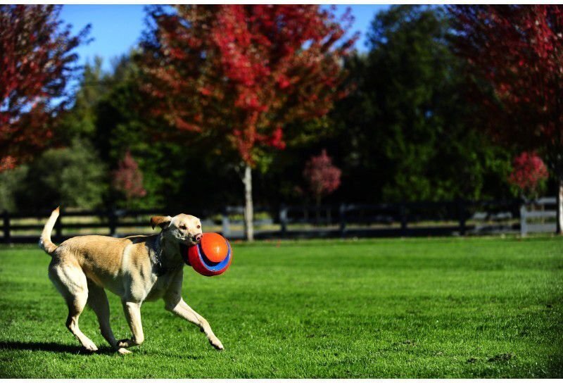 CHUCKIT KOERA MÄNGUASI PALL KICK FETCH S hind ja info | Koerte mänguasjad | hansapost.ee