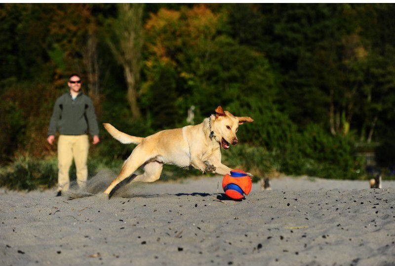 CHUCKIT KOERA MÄNGUASI PALL KICK FETCH S hind ja info | Koerte mänguasjad | hansapost.ee