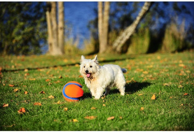 CHUCKIT KOERA MÄNGUASI PALL KICK FETCH S hind ja info | Koerte mänguasjad | hansapost.ee