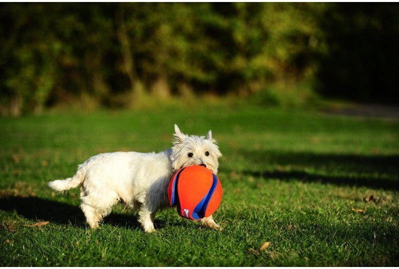 CHUCKIT KOERA MÄNGUASI PALL KICK FETCH S hind ja info | Koerte mänguasjad | hansapost.ee