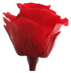 Стабилизированные мини розы 12 шт., красные цена и информация | Спящие стабилизированные розы, растения | hansapost.ee