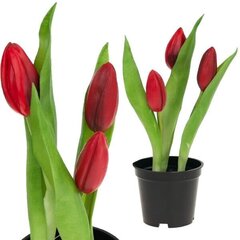 Искусственные тюльпаны в горшке, красные цена и информация | Детали интерьера | hansapost.ee