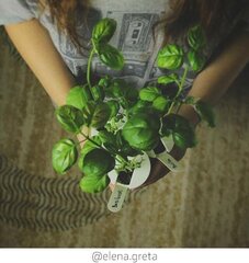 Click and Grow Smart Garden Refill 3 pakendit, Basiilikut hind ja info | Nutipotid ja taimelambid | hansapost.ee