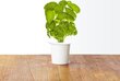 Click and Grow Smart Garden Refill 3 pakendit, Basiilikut hind ja info | Nutipotid ja taimelambid | hansapost.ee