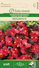 Бегонии Broumov H цена и информация | Семена цветов | hansapost.ee
