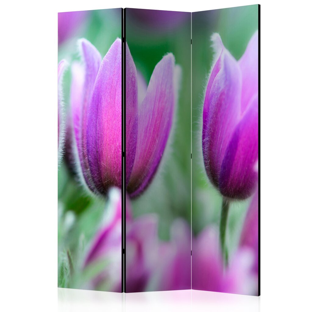 Ruumijaotur - Purple spring tulips [Room Dividers] hind ja info | Sirmid ja vaheseinad | hansapost.ee