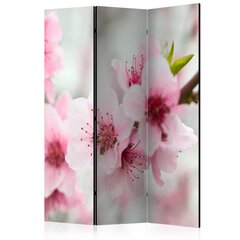 Ширма Spring, blooming tree pink flowers цена и информация | Мобильные стенки | hansapost.ee