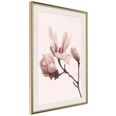 Poster - Blooming Magnolias II hind ja info | Seinapildid | hansapost.ee
